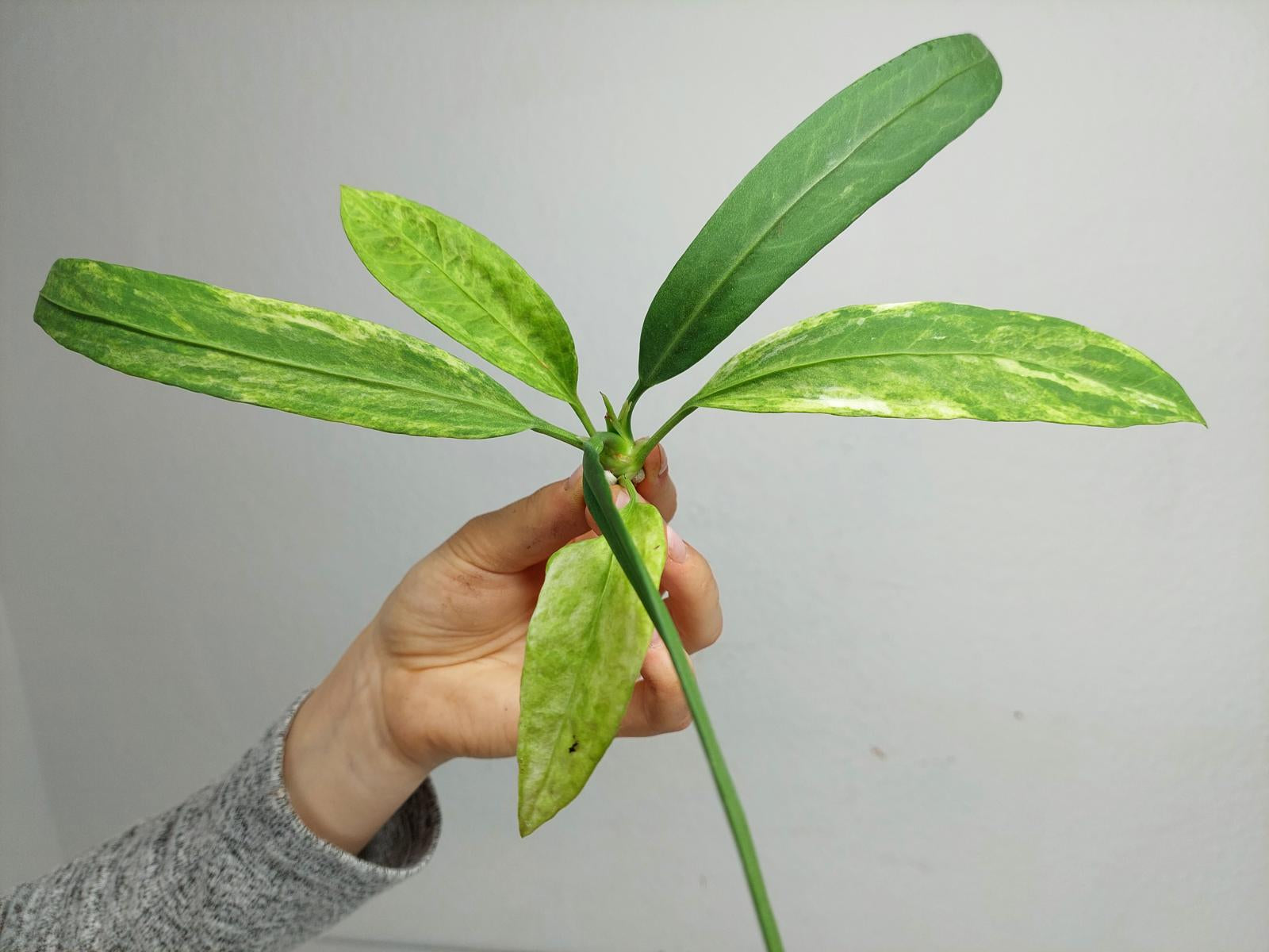Anthurium Vittarifolium  Variegata unbewurzelt