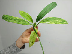Anthurium Vittarifolium  Variegata unbewurzelt