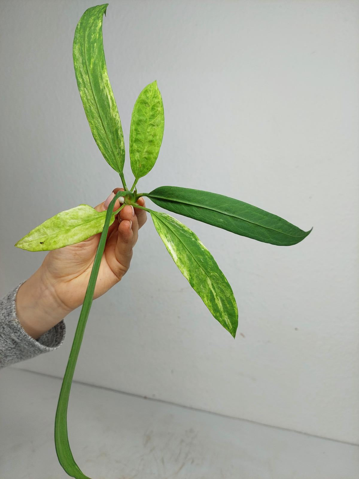 Anthurium Vittarifolium  Variegata unbewurzelt