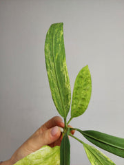 Anthurium Vittarifolium  Variegata unbewurzelt