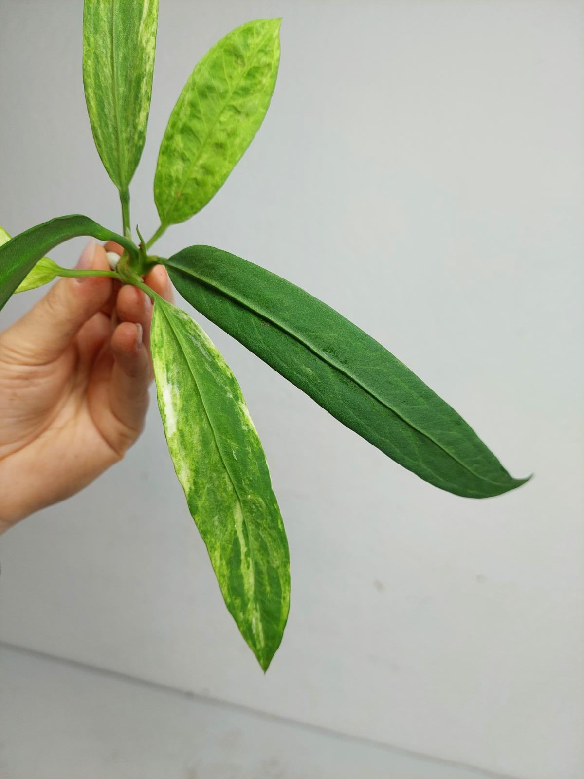 Anthurium Vittarifolium  Variegata unbewurzelt