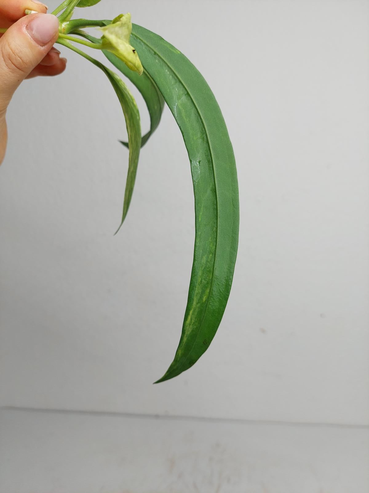 Anthurium Vittarifolium  Variegata unbewurzelt