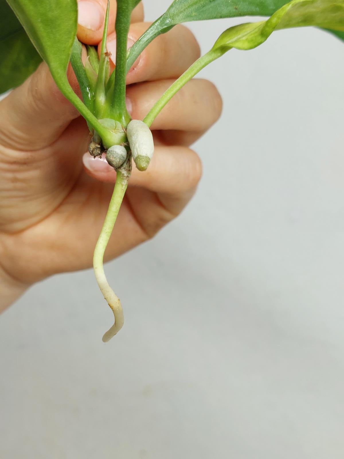 Anthurium Vittarifolium  Variegata unbewurzelt