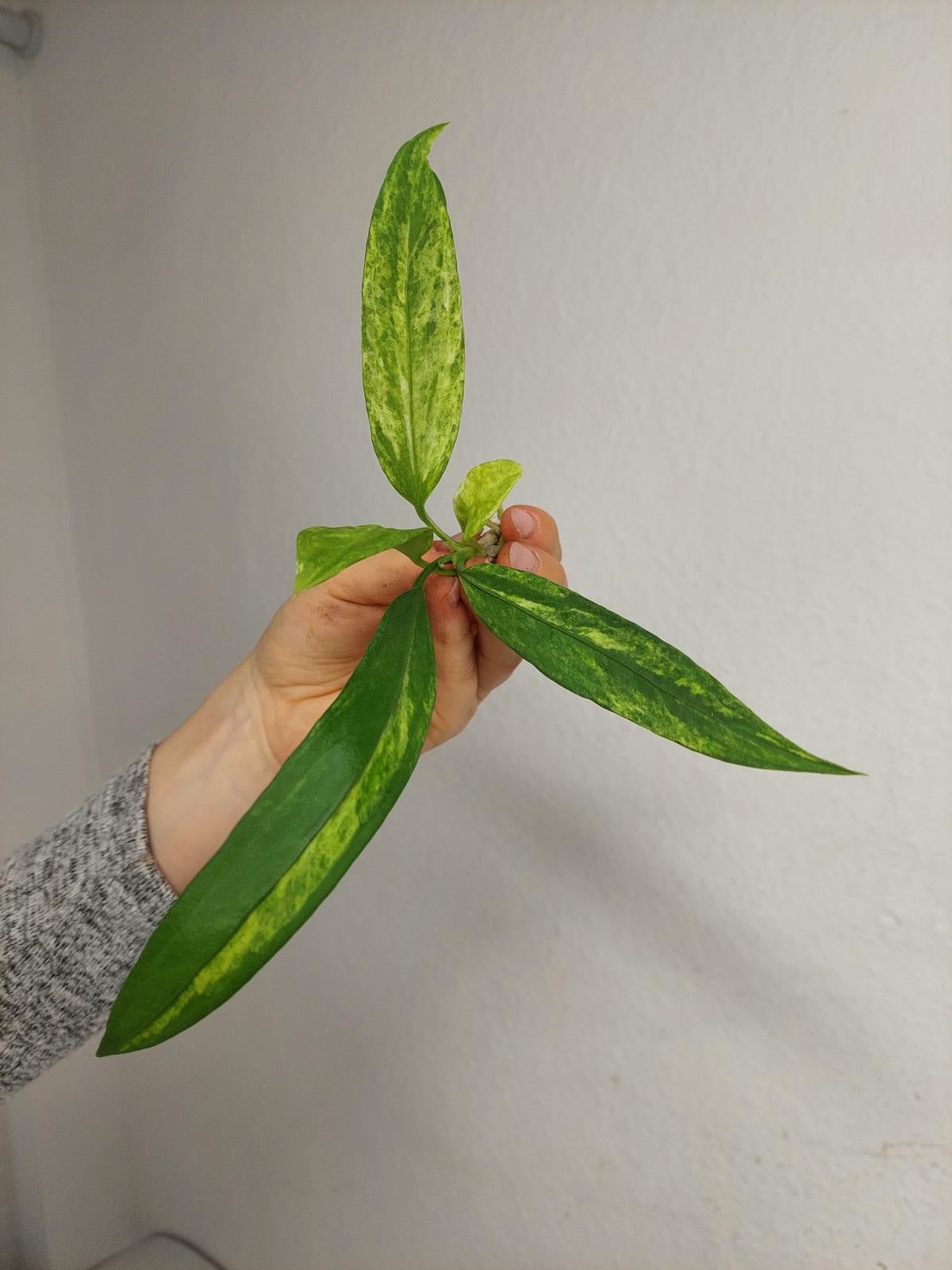 Anthurium Vittarifolium  Variegata unbewurzelt