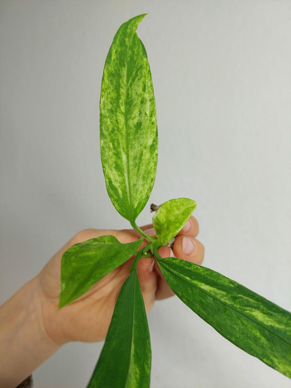 Anthurium Vittarifolium  Variegata unbewurzelt
