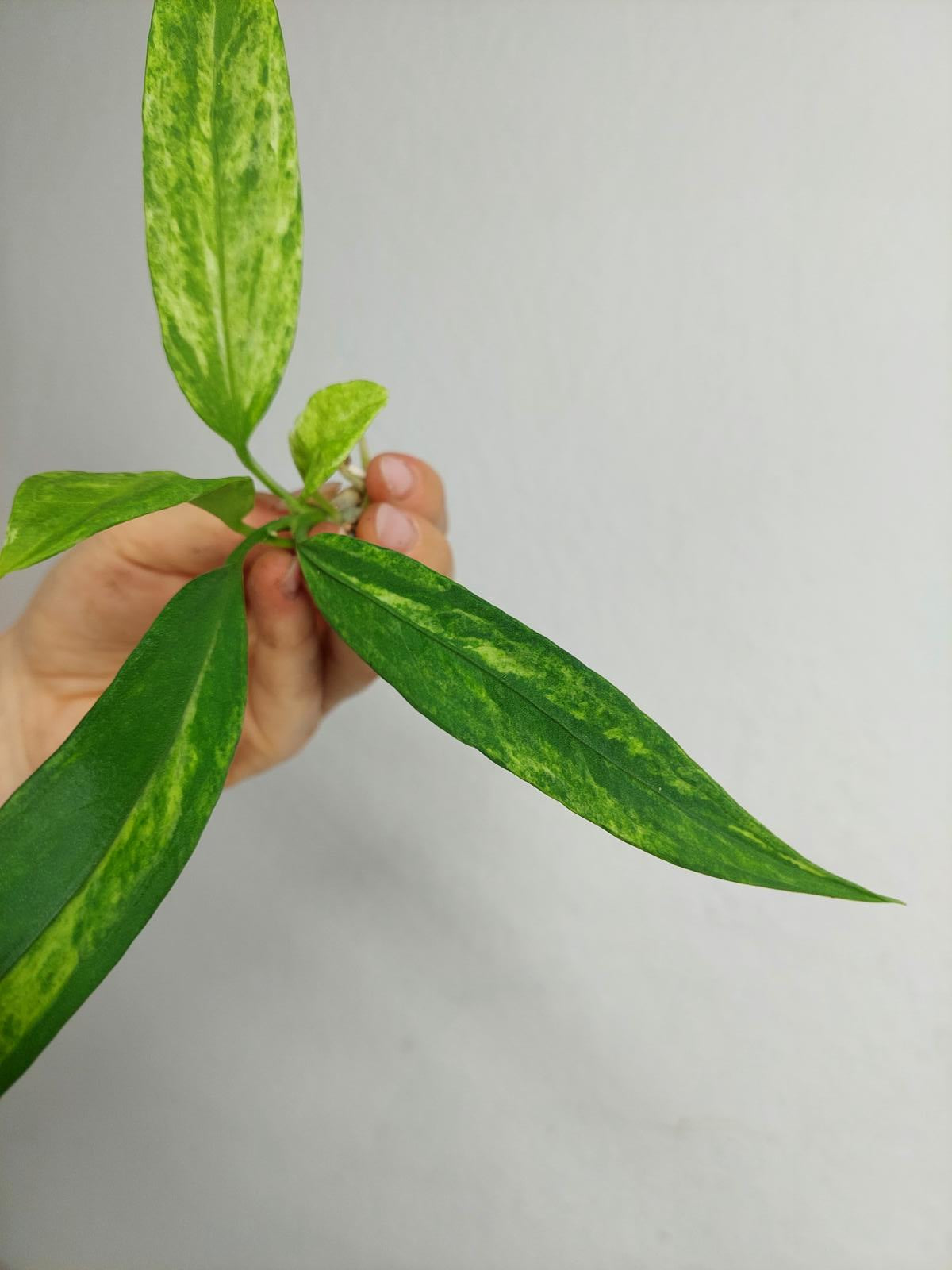 Anthurium Vittarifolium  Variegata unbewurzelt