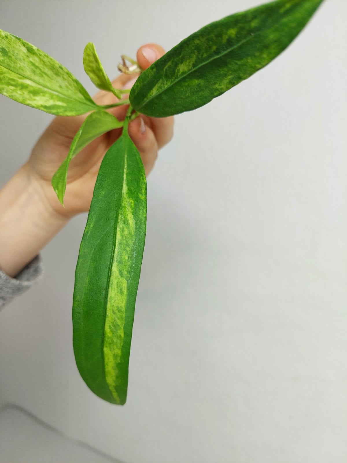 Anthurium Vittarifolium  Variegata unbewurzelt