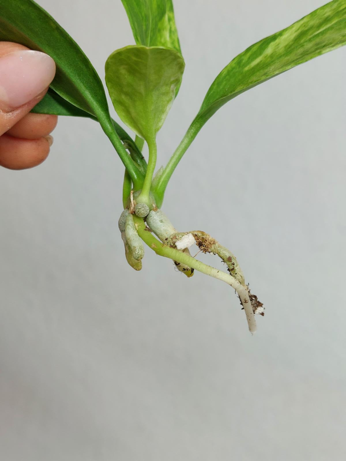 Anthurium Vittarifolium  Variegata unbewurzelt