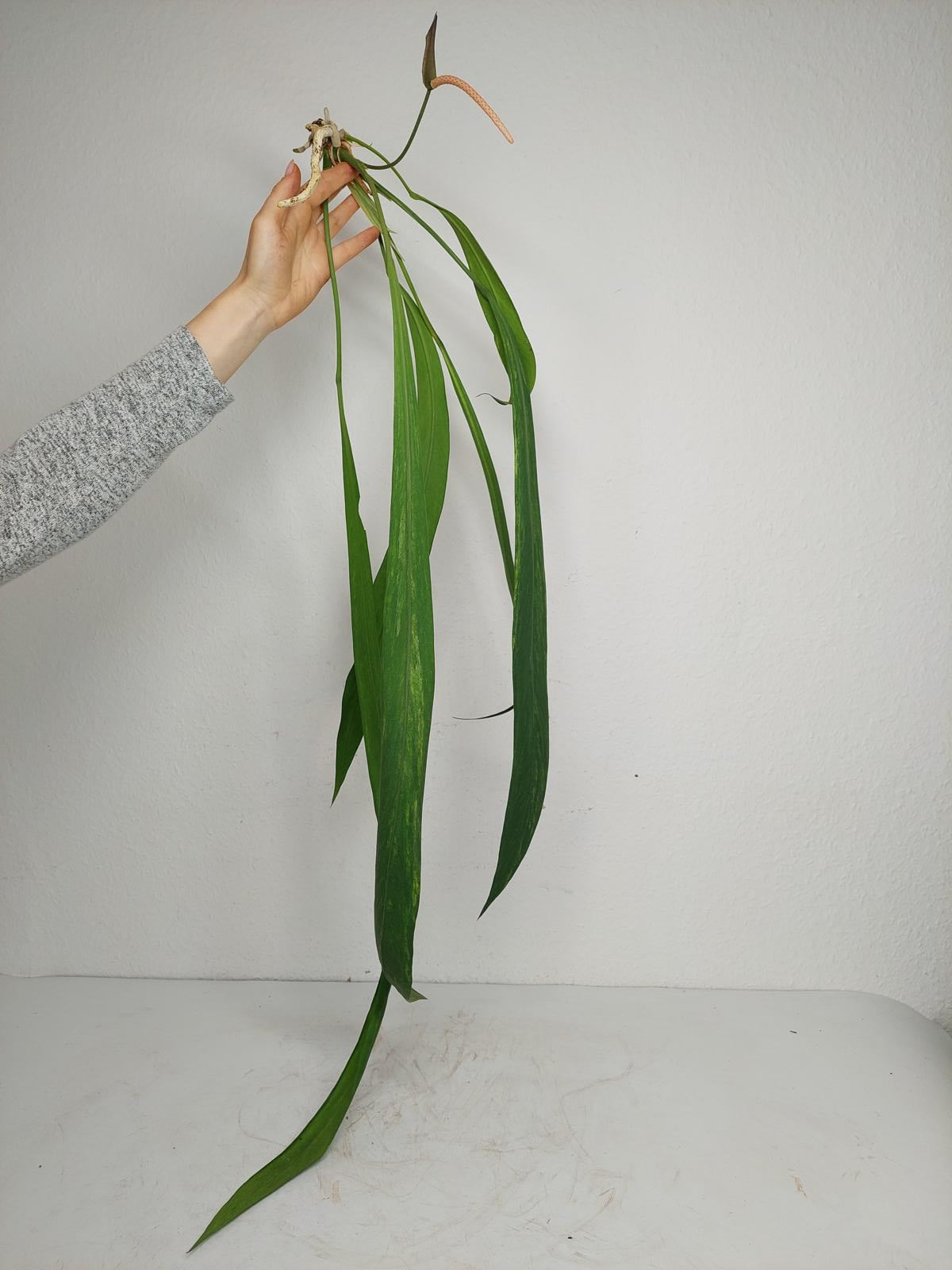 Anthurium Vittarifolium  Variegata unbewurzelt