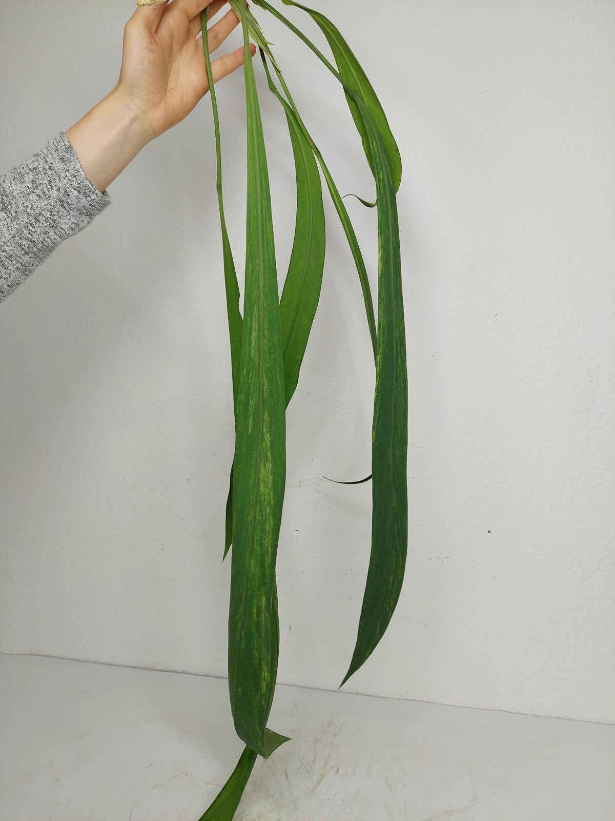 Anthurium Vittarifolium  Variegata unbewurzelt