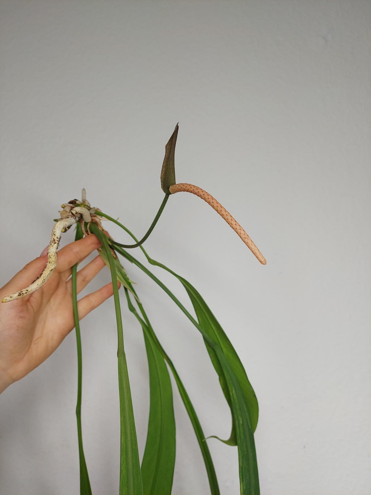 Anthurium Vittarifolium  Variegata unbewurzelt