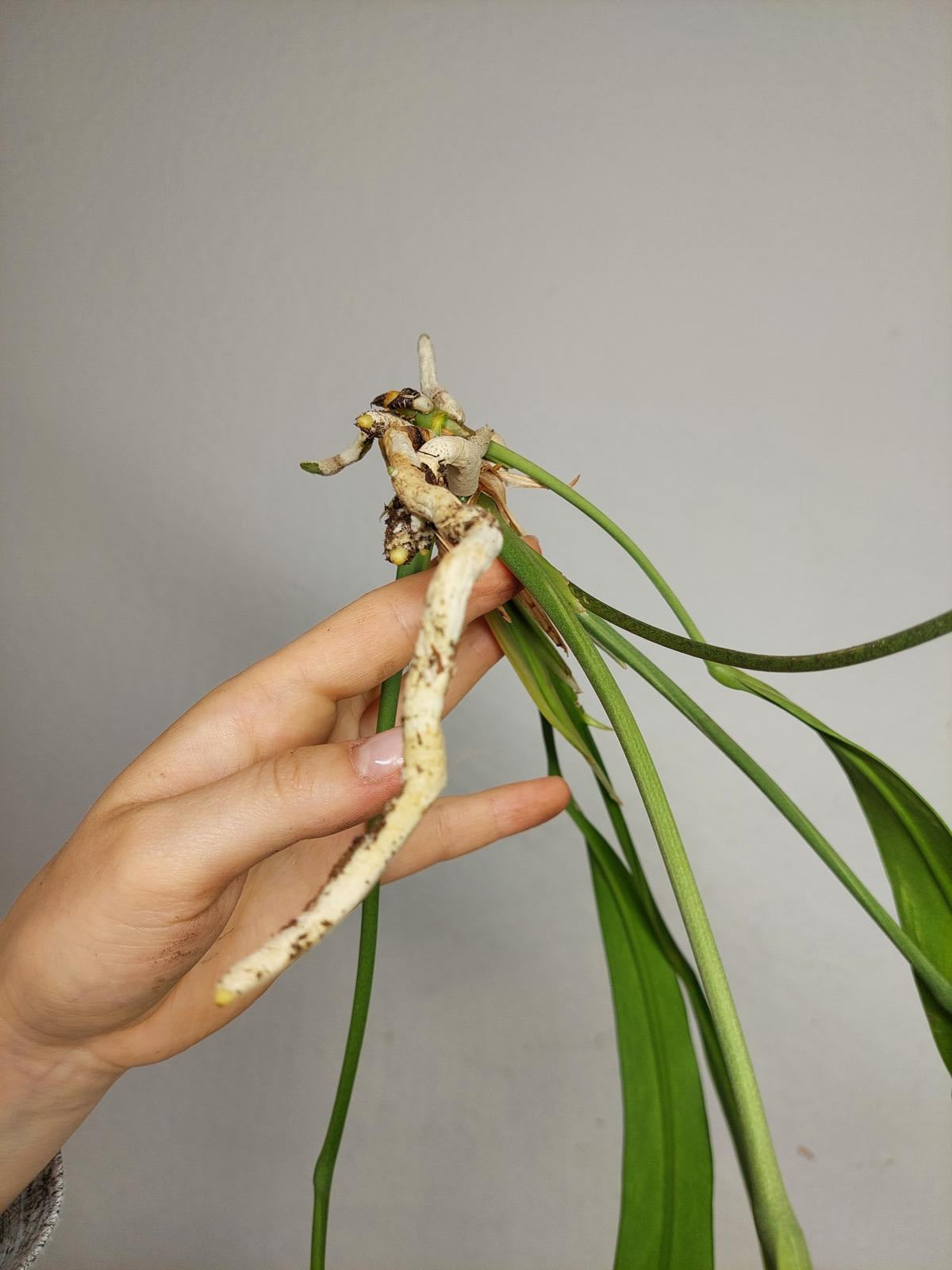 Anthurium Vittarifolium  Variegata unbewurzelt