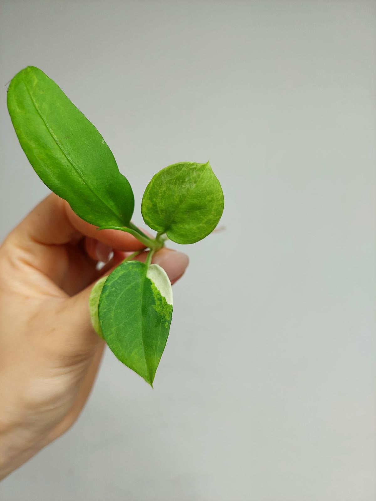 Anthurium Vittarifolium  Variegata unbewurzelt