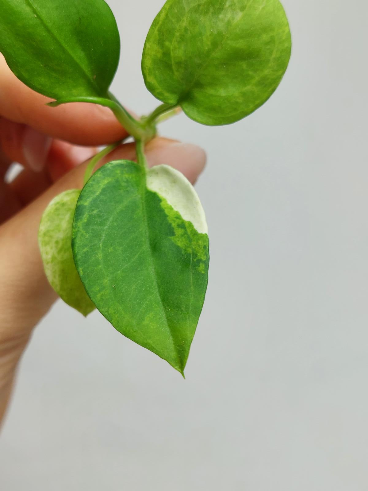 Anthurium Vittarifolium  Variegata unbewurzelt