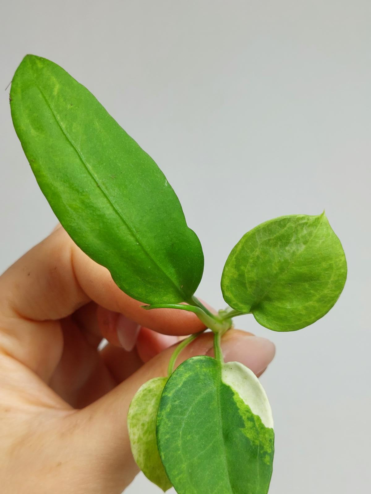 Anthurium Vittarifolium  Variegata unbewurzelt