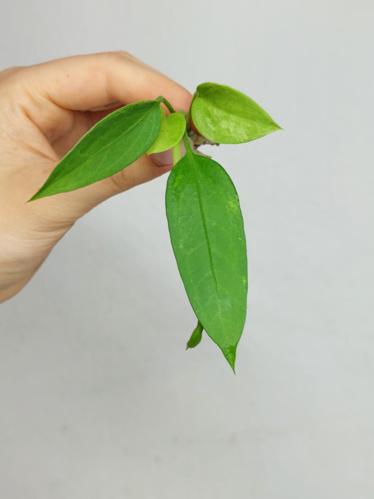 Anthurium Vittarifolium  Variegata unbewurzelt