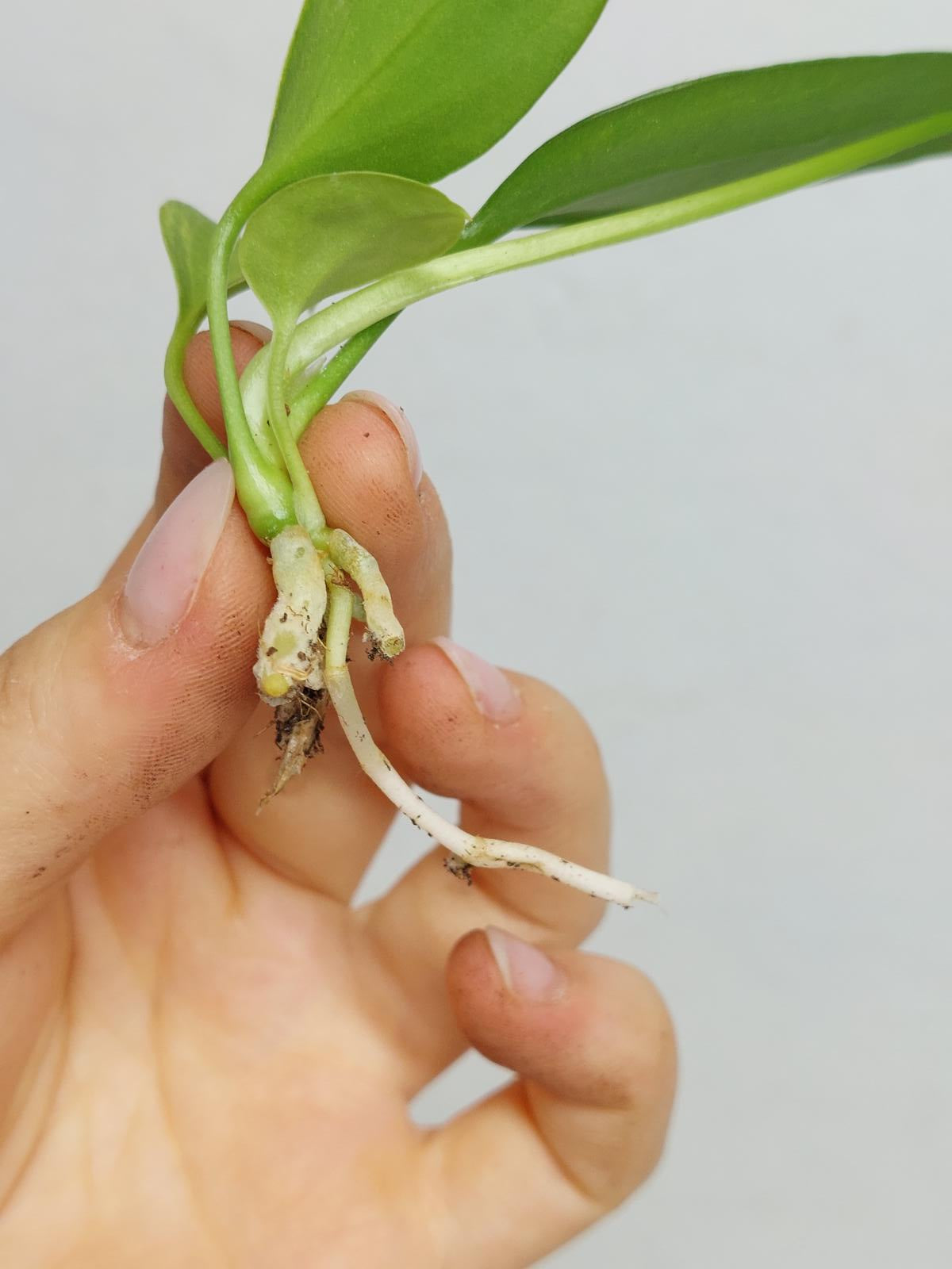 Anthurium Vittarifolium  Variegata unbewurzelt