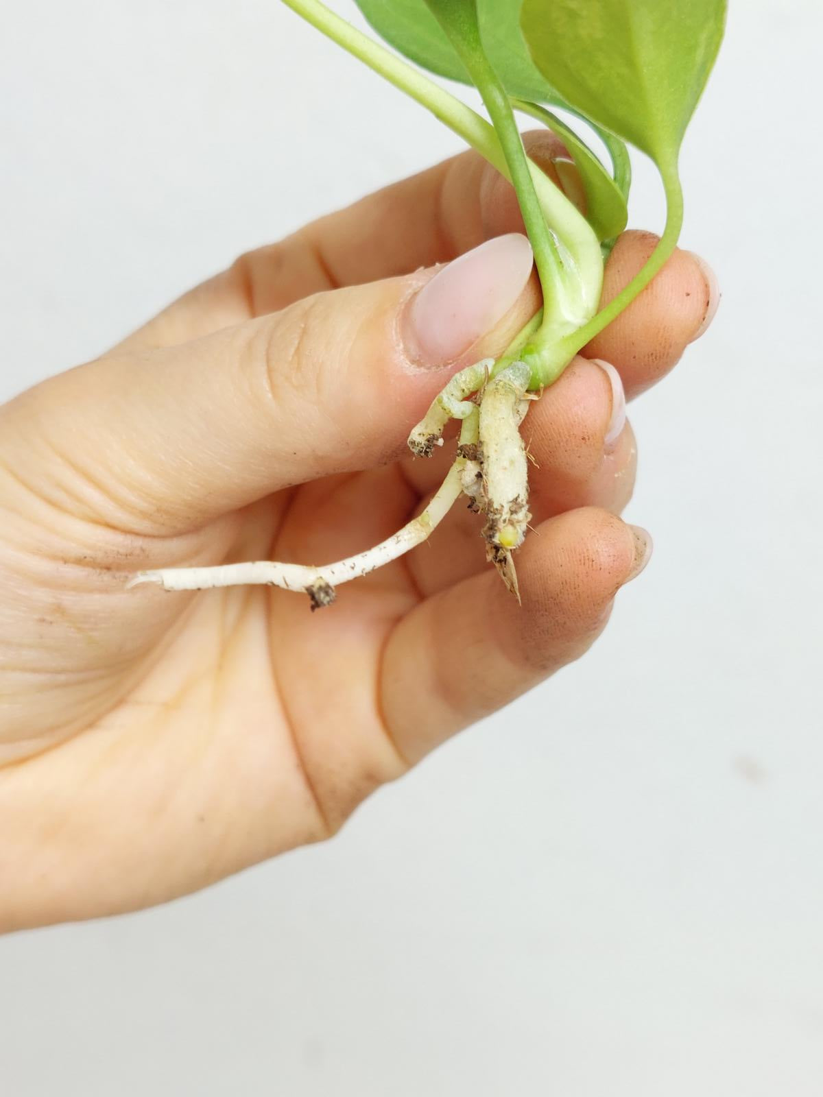 Anthurium Vittarifolium  Variegata unbewurzelt