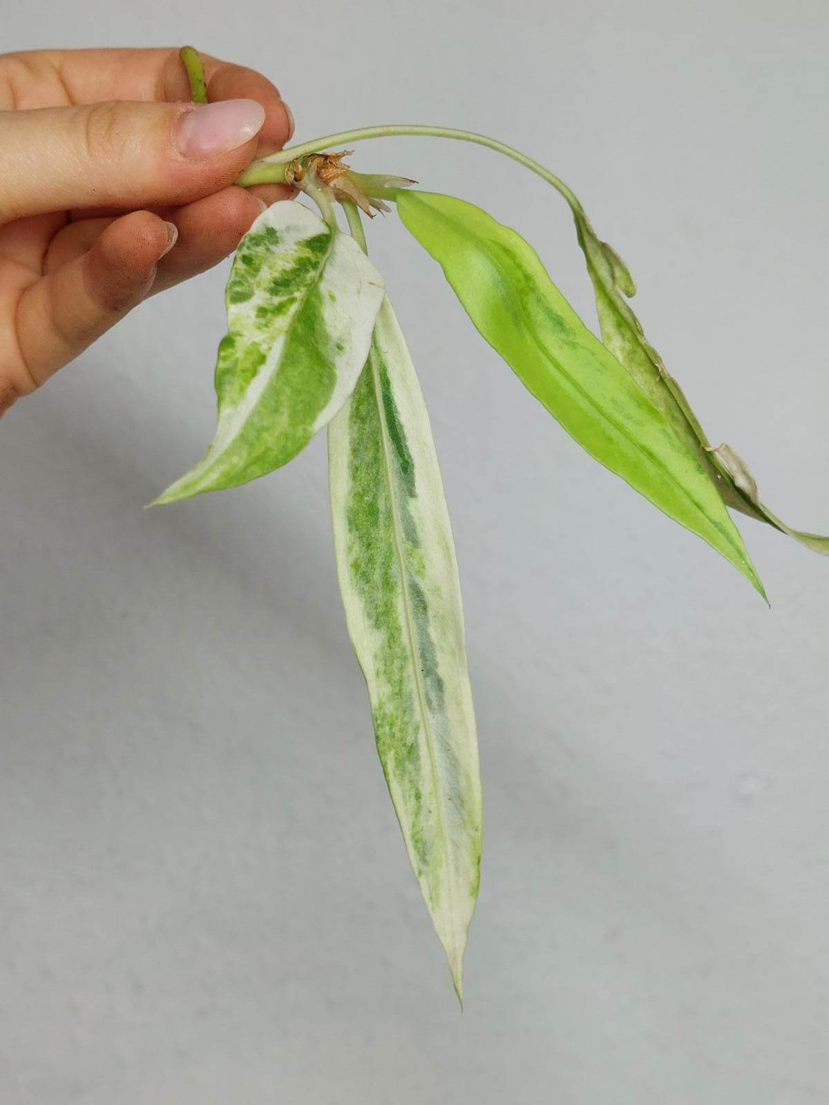 Anthurium Vittarifolium  Variegata unbewurzelt