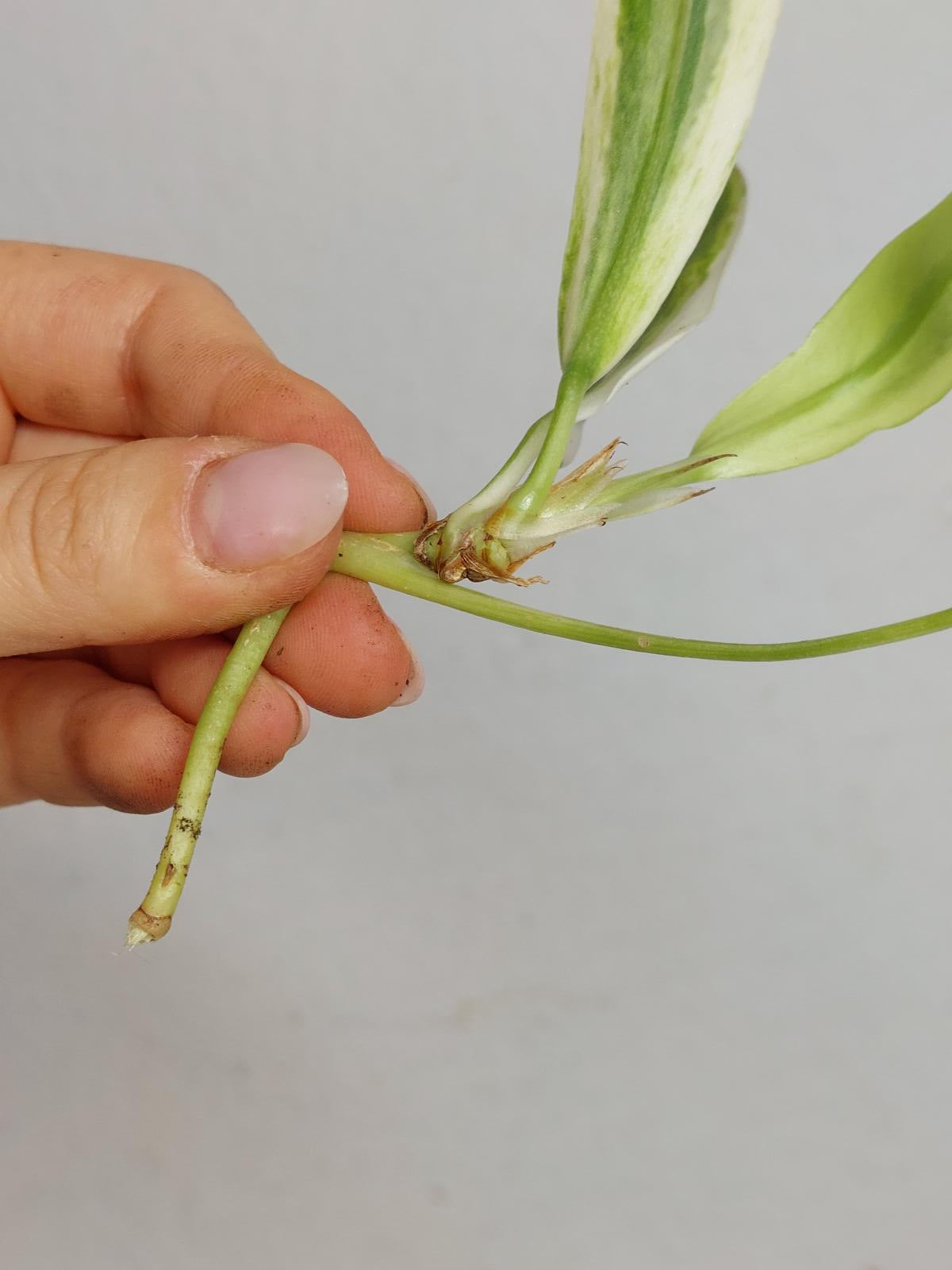 Anthurium Vittarifolium  Variegata unbewurzelt