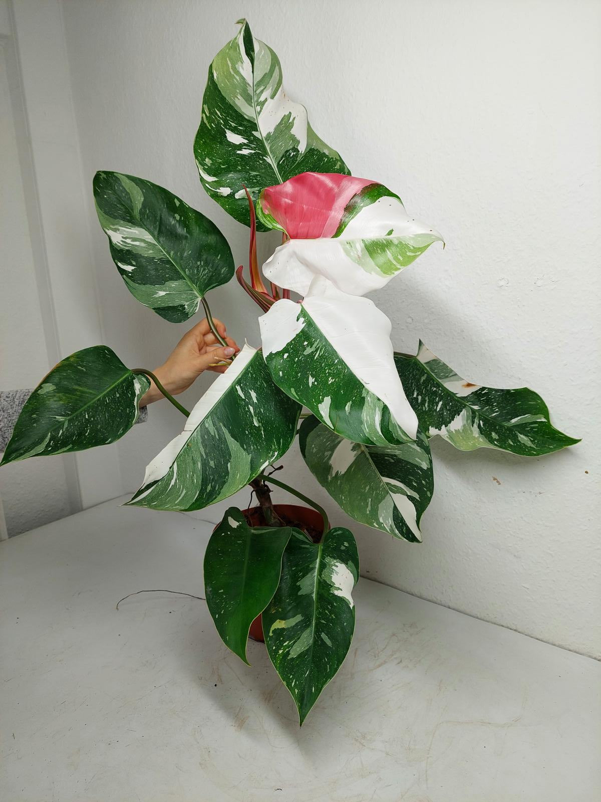Philodendron White Princess Tricolor