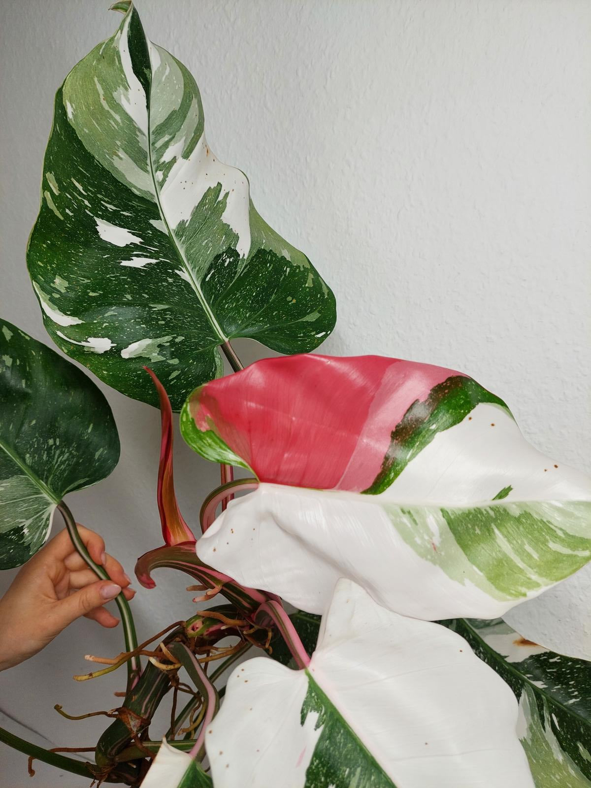 Philodendron White Princess Tricolor
