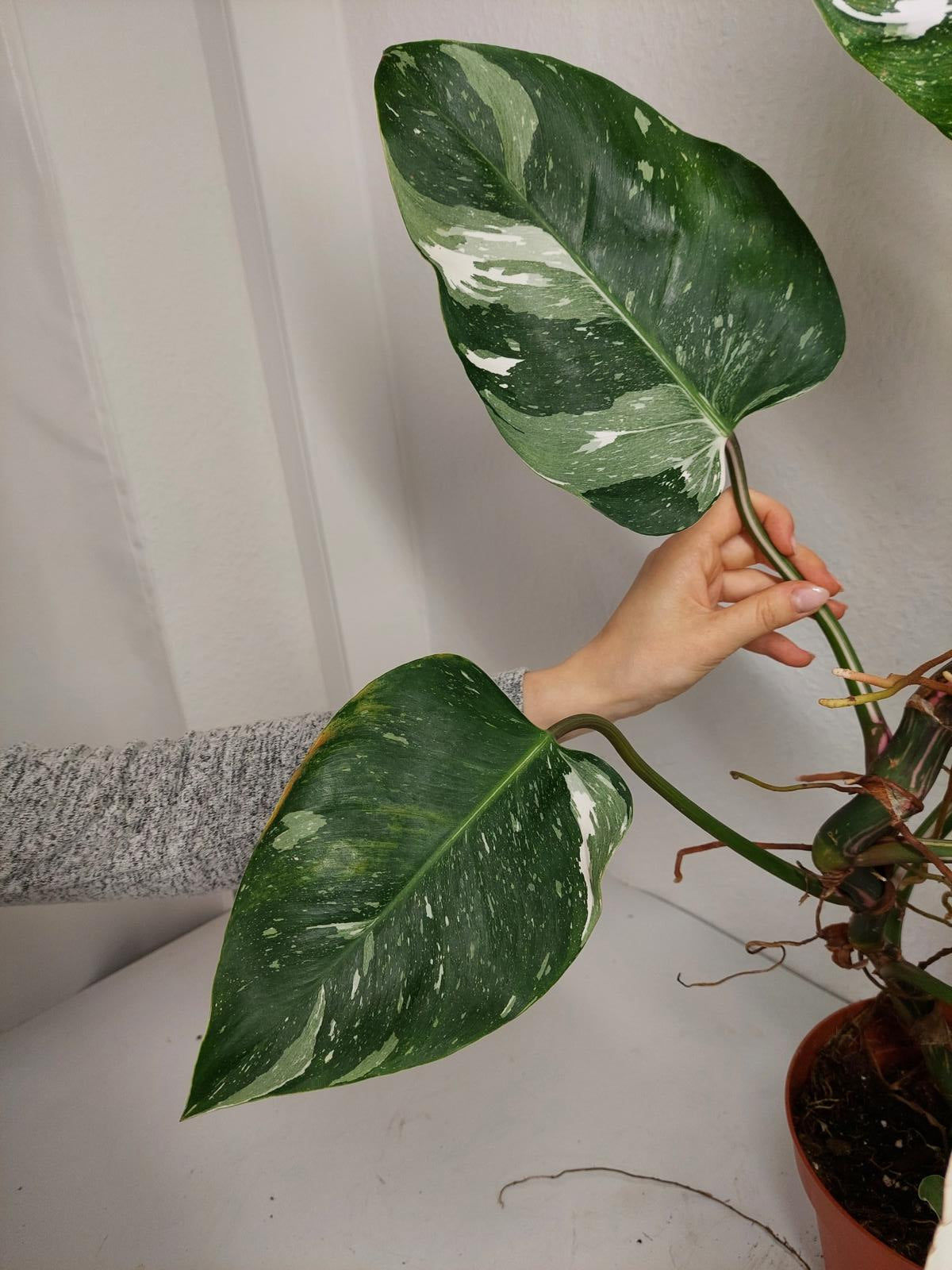 Philodendron White Princess Tricolor