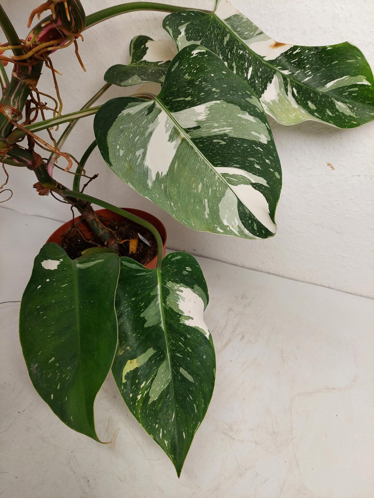 Philodendron White Princess Tricolor