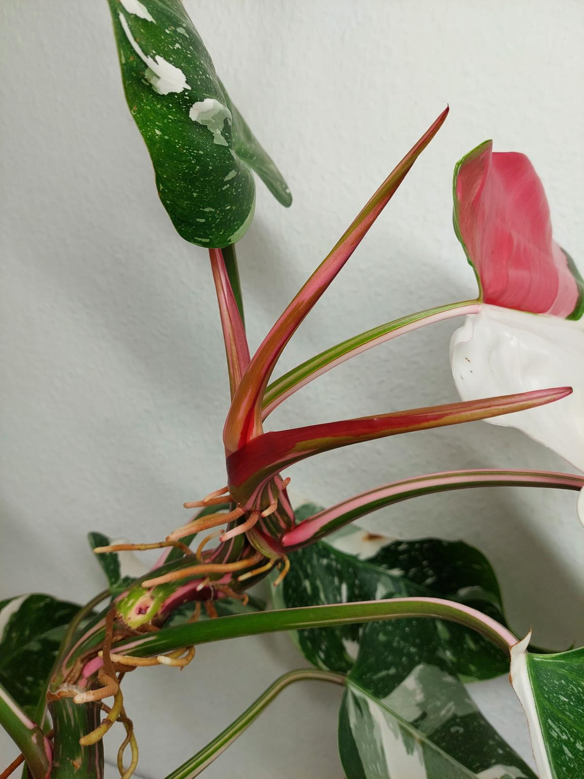 Philodendron White Princess Tricolor