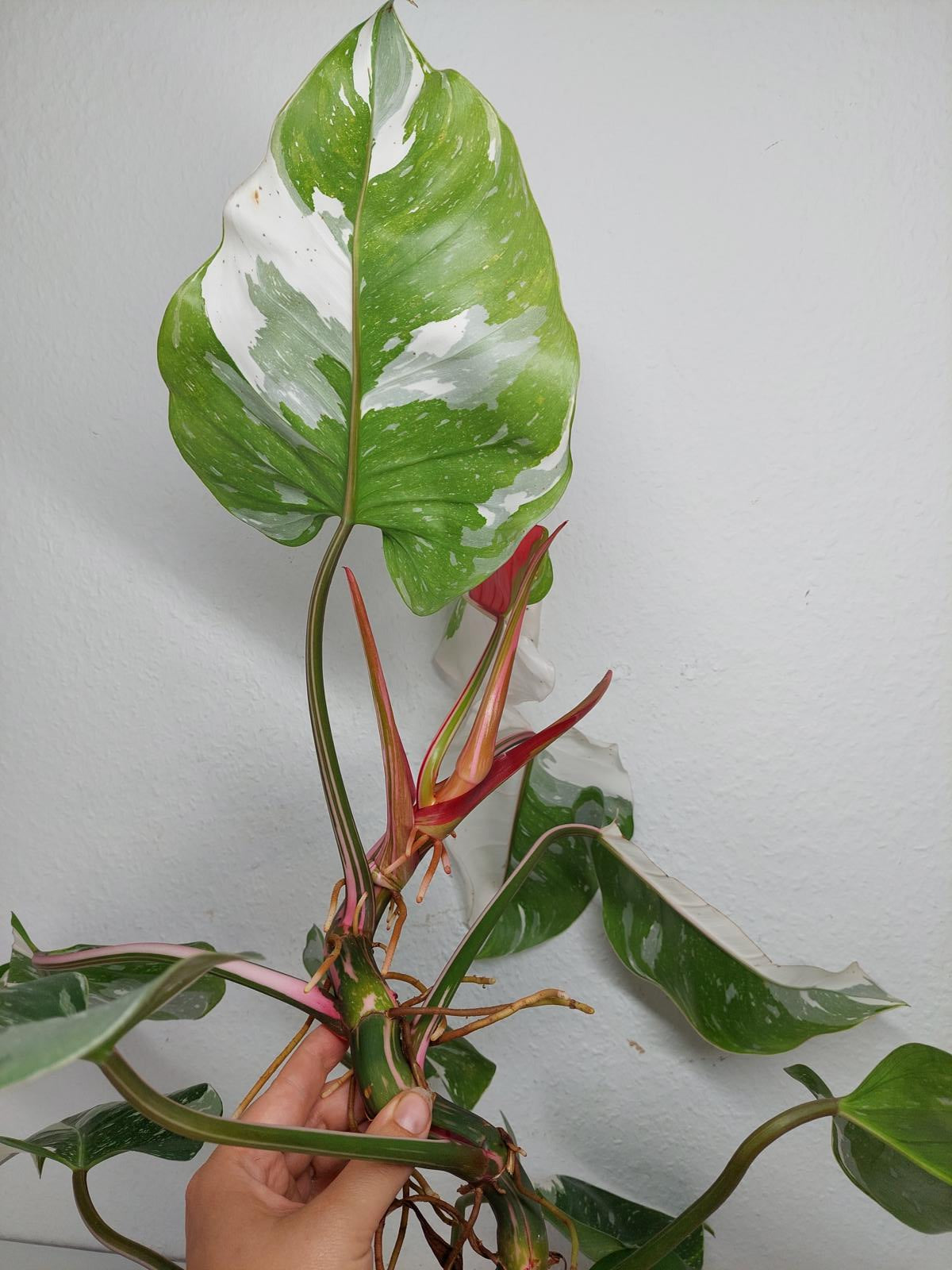 Philodendron White Princess Tricolor