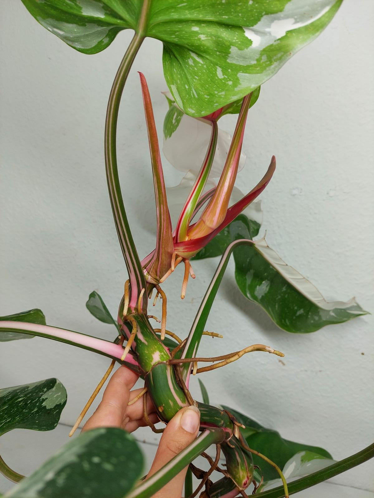 Philodendron White Princess Tricolor