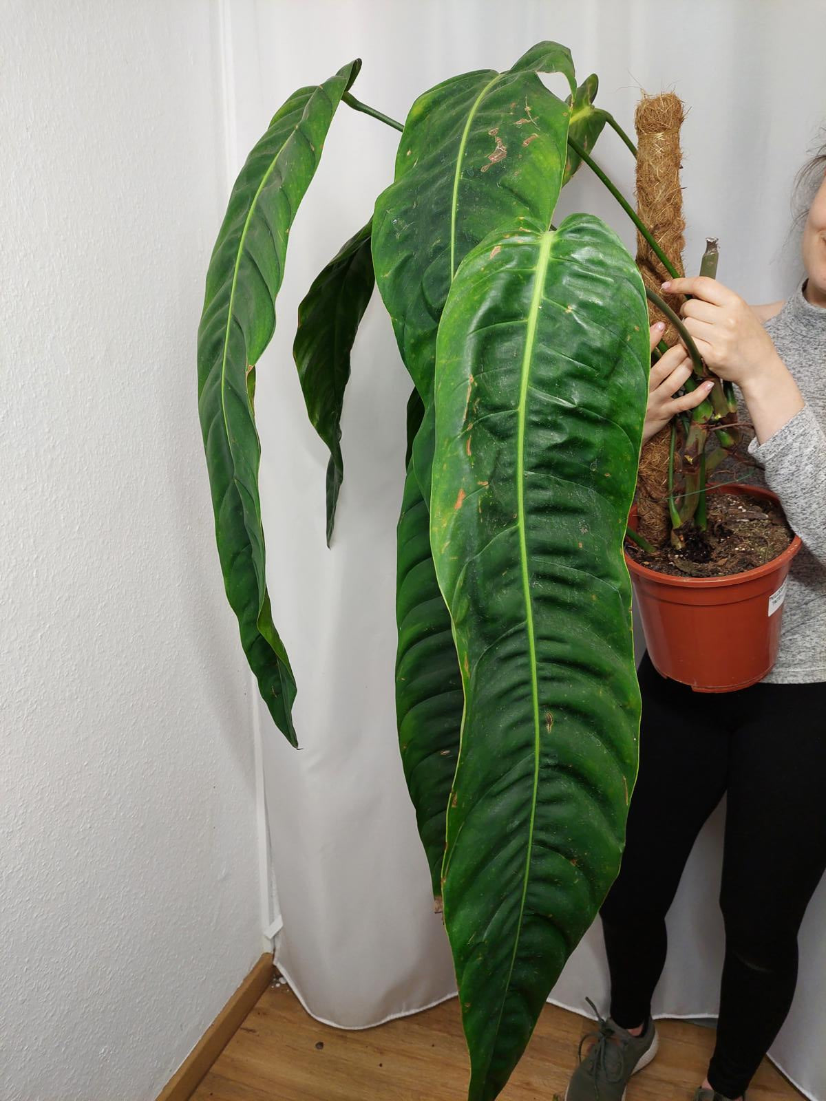 Philodendron Patriciae XXL