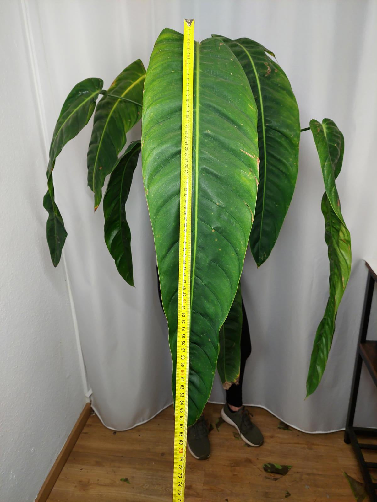 Philodendron Patriciae XXL