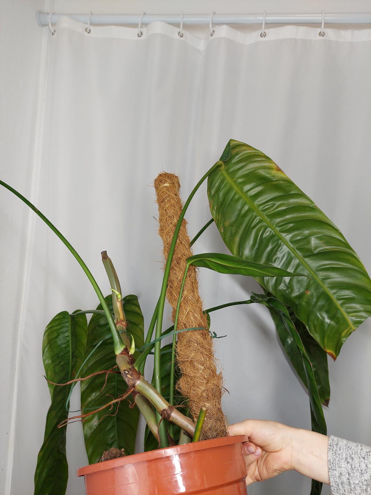 Philodendron Patriciae XXL