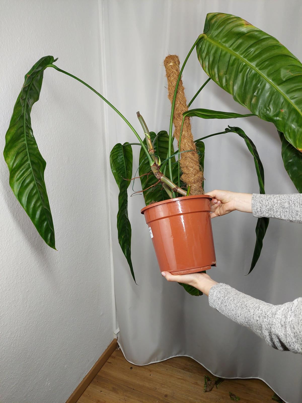 Philodendron Patriciae XXL