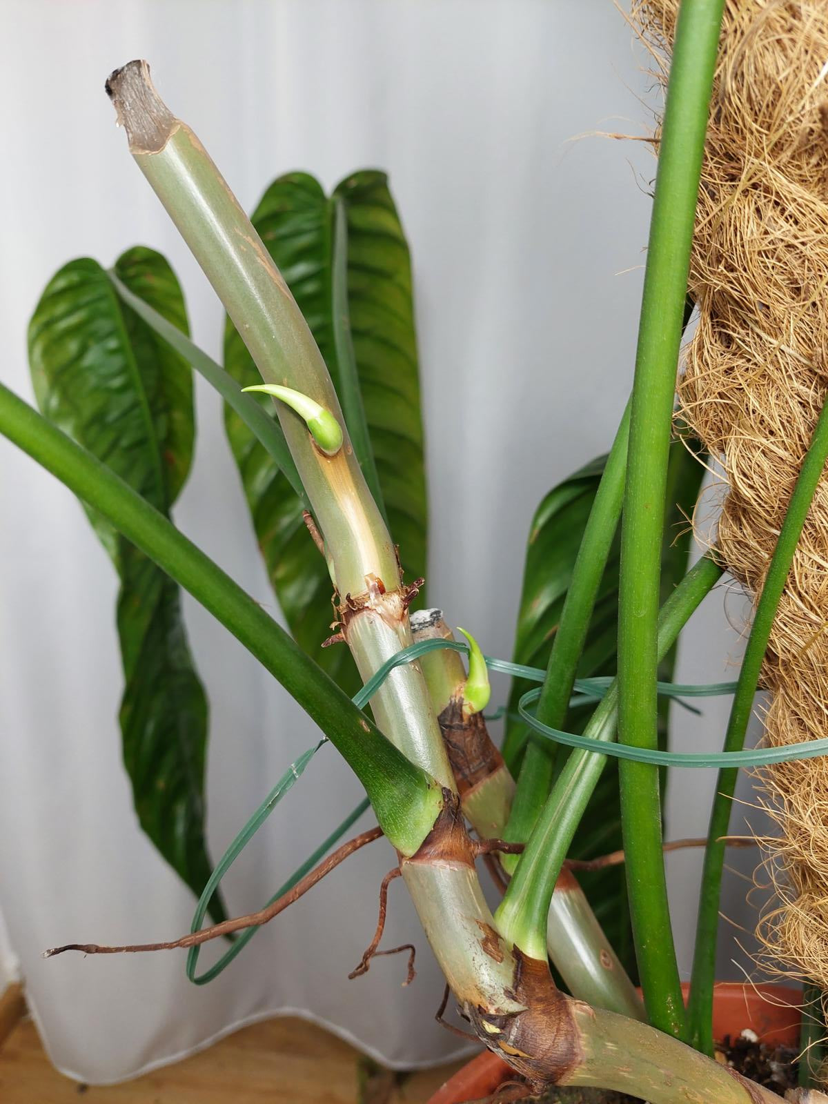 Philodendron Patriciae XXL