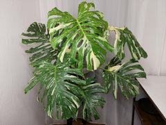 Monstera Thai Constellation XXL