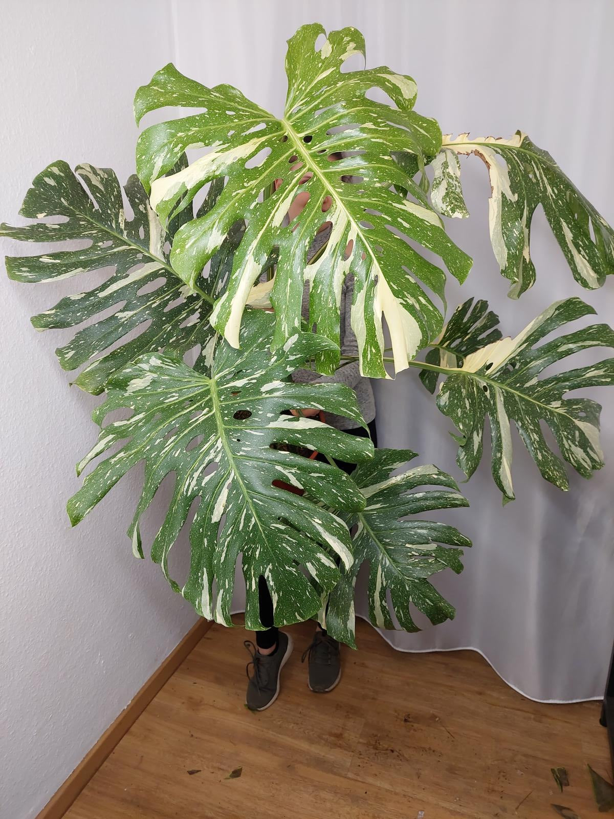 Monstera Thai Constellation XXL