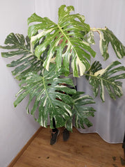 Monstera Thai Constellation XXL