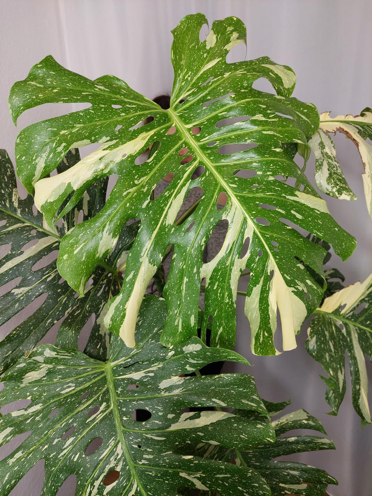 Monstera Thai Constellation XXL