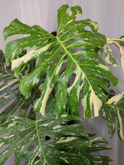 Monstera Thai Constellation XXL