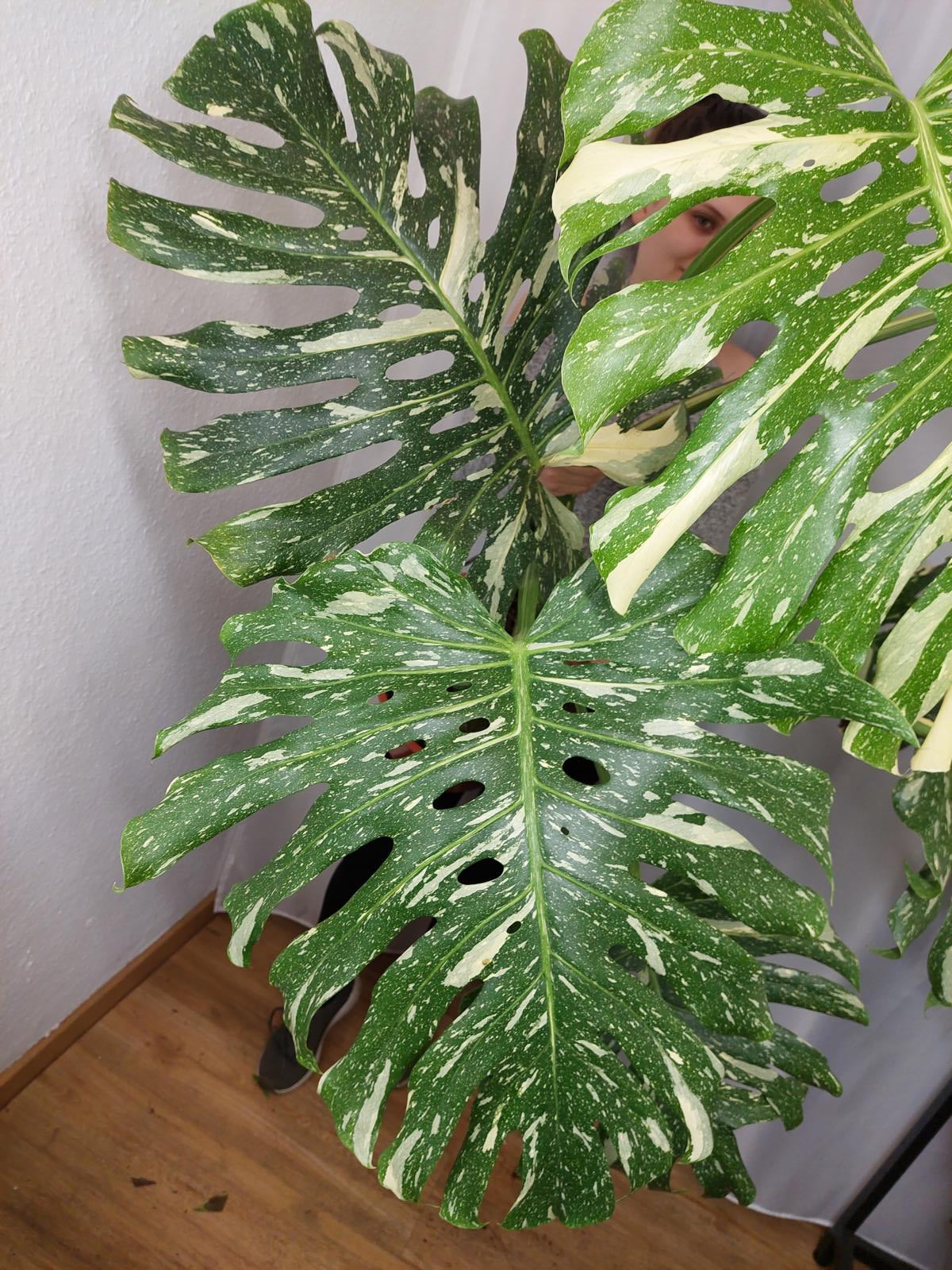 Monstera Thai Constellation XXL