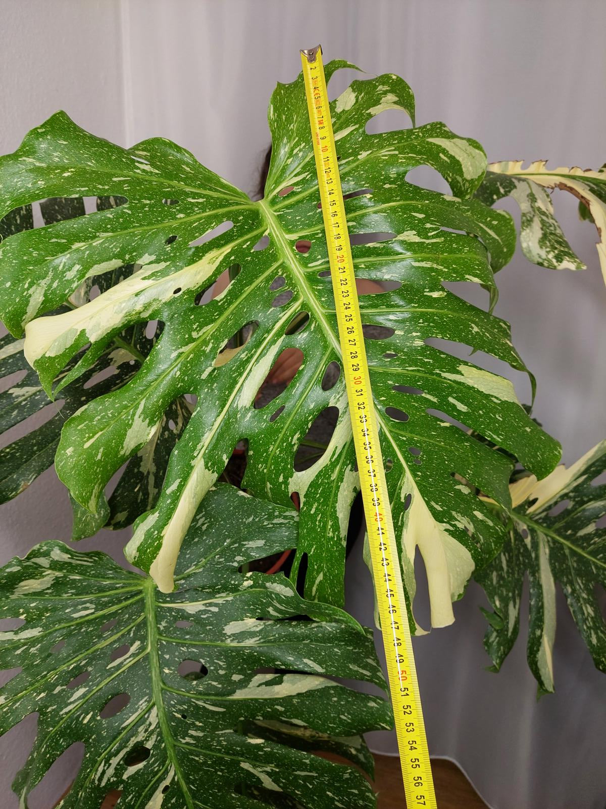 Monstera Thai Constellation XXL
