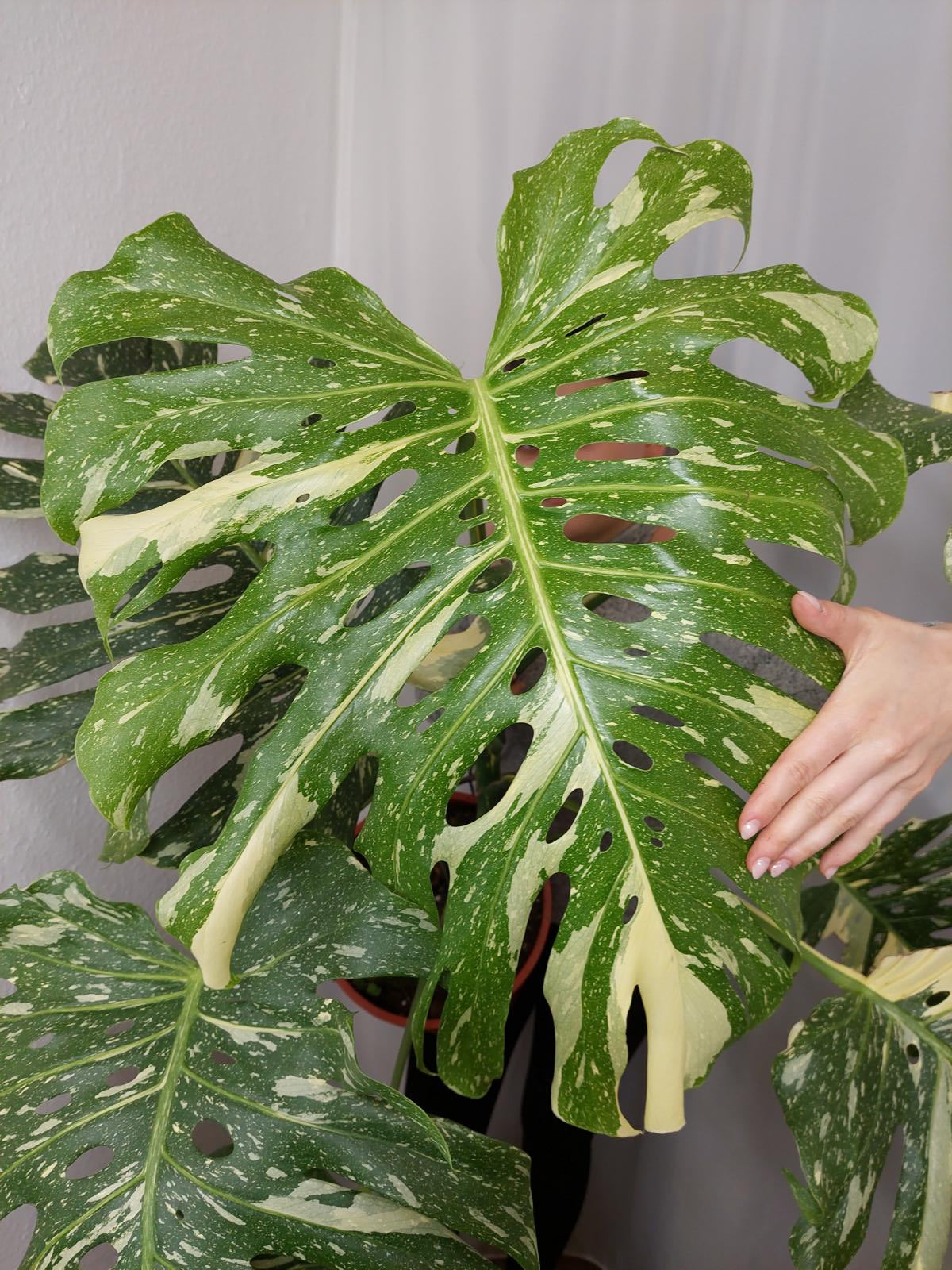 Monstera Thai Constellation XXL