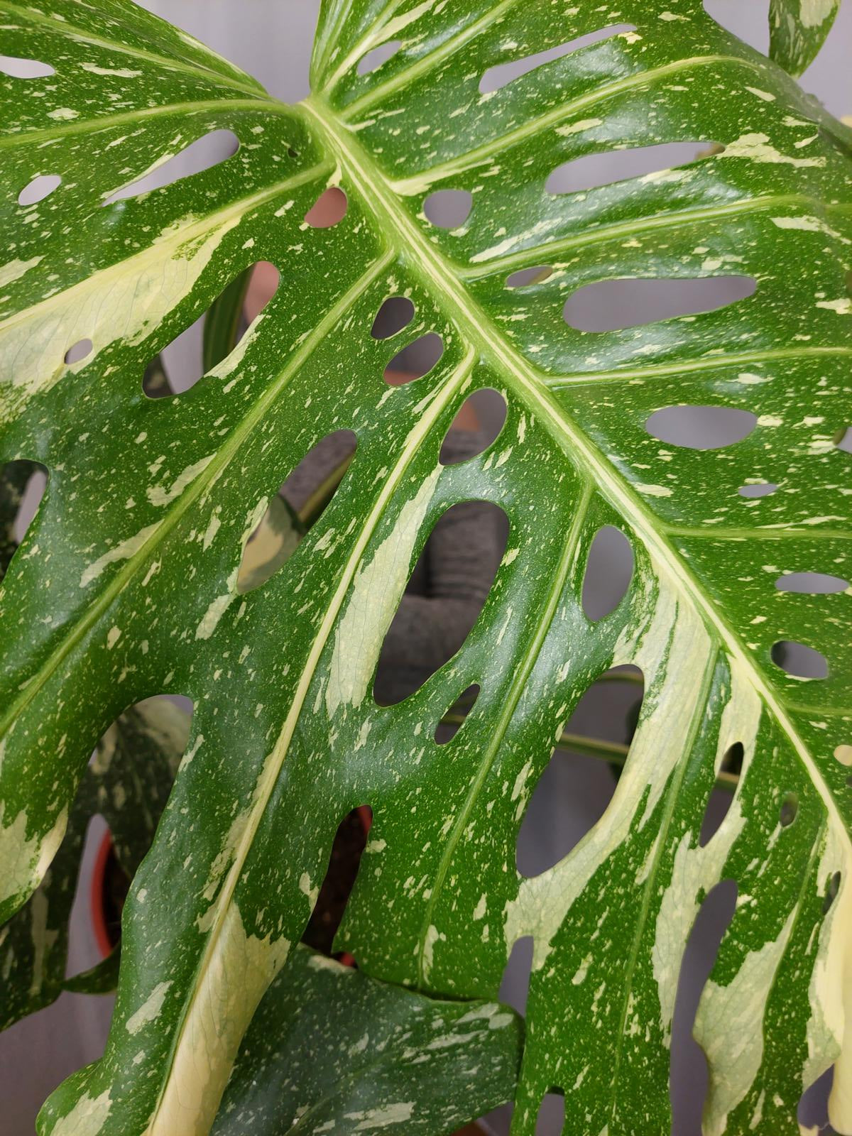 Monstera Thai Constellation XXL