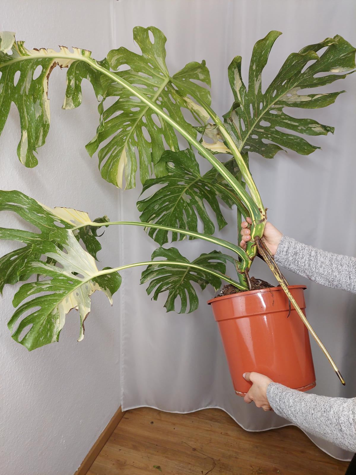 Monstera Thai Constellation XXL