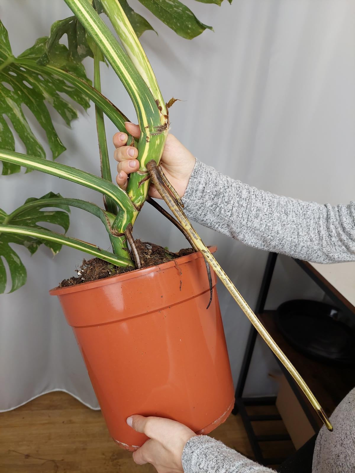 Monstera Thai Constellation XXL