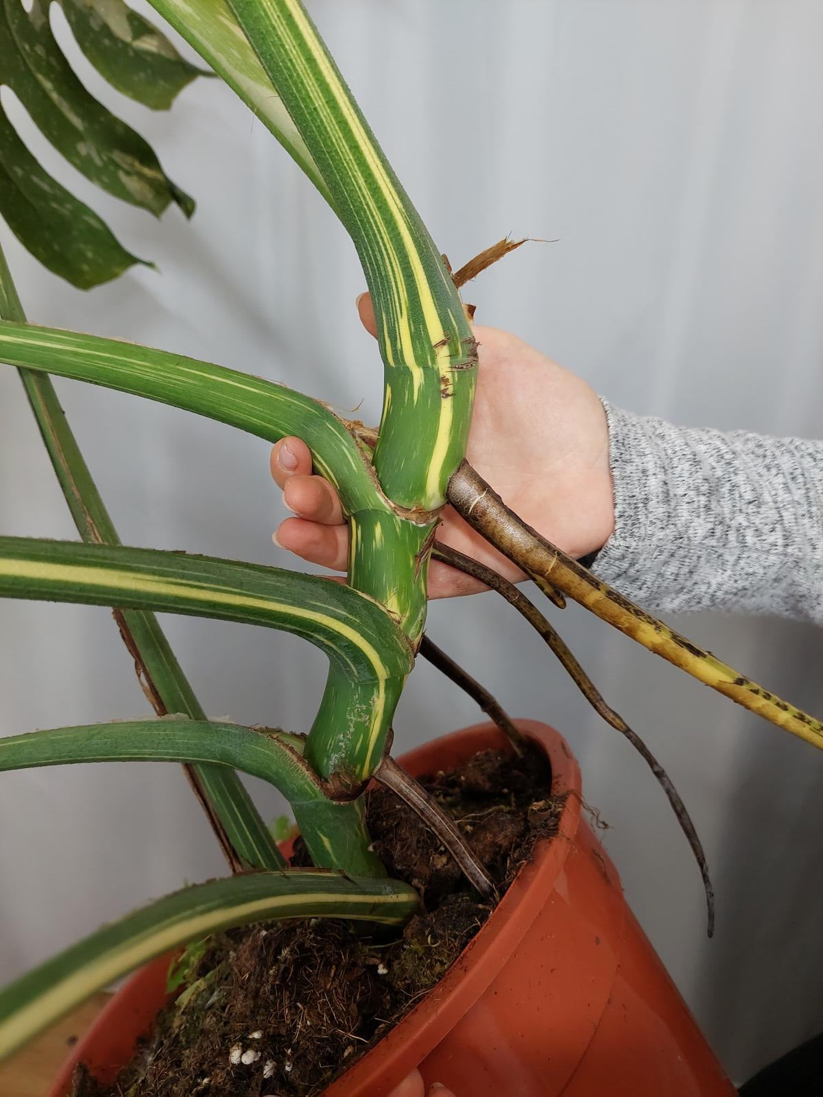 Monstera Thai Constellation XXL