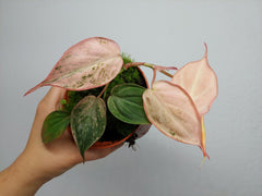 Philodendron Micans Pink Variegata