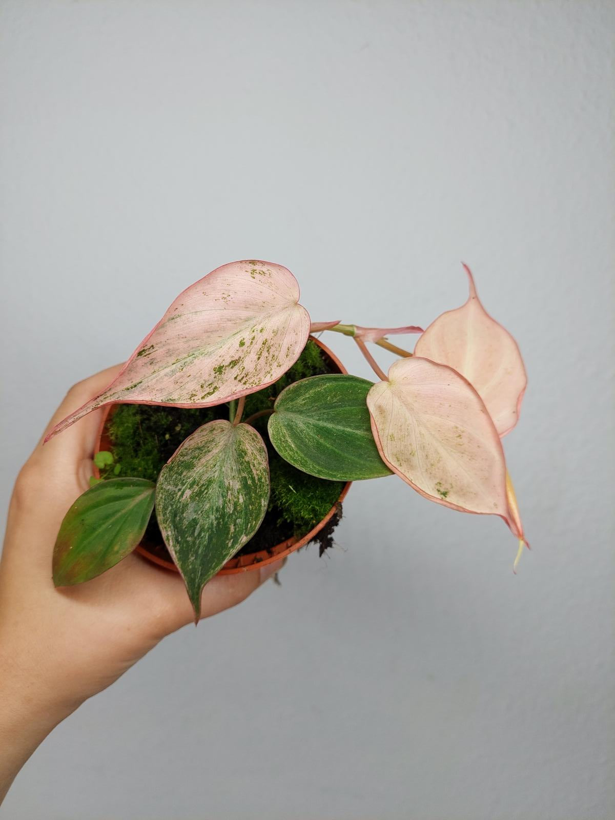 Philodendron Micans Pink Variegata
